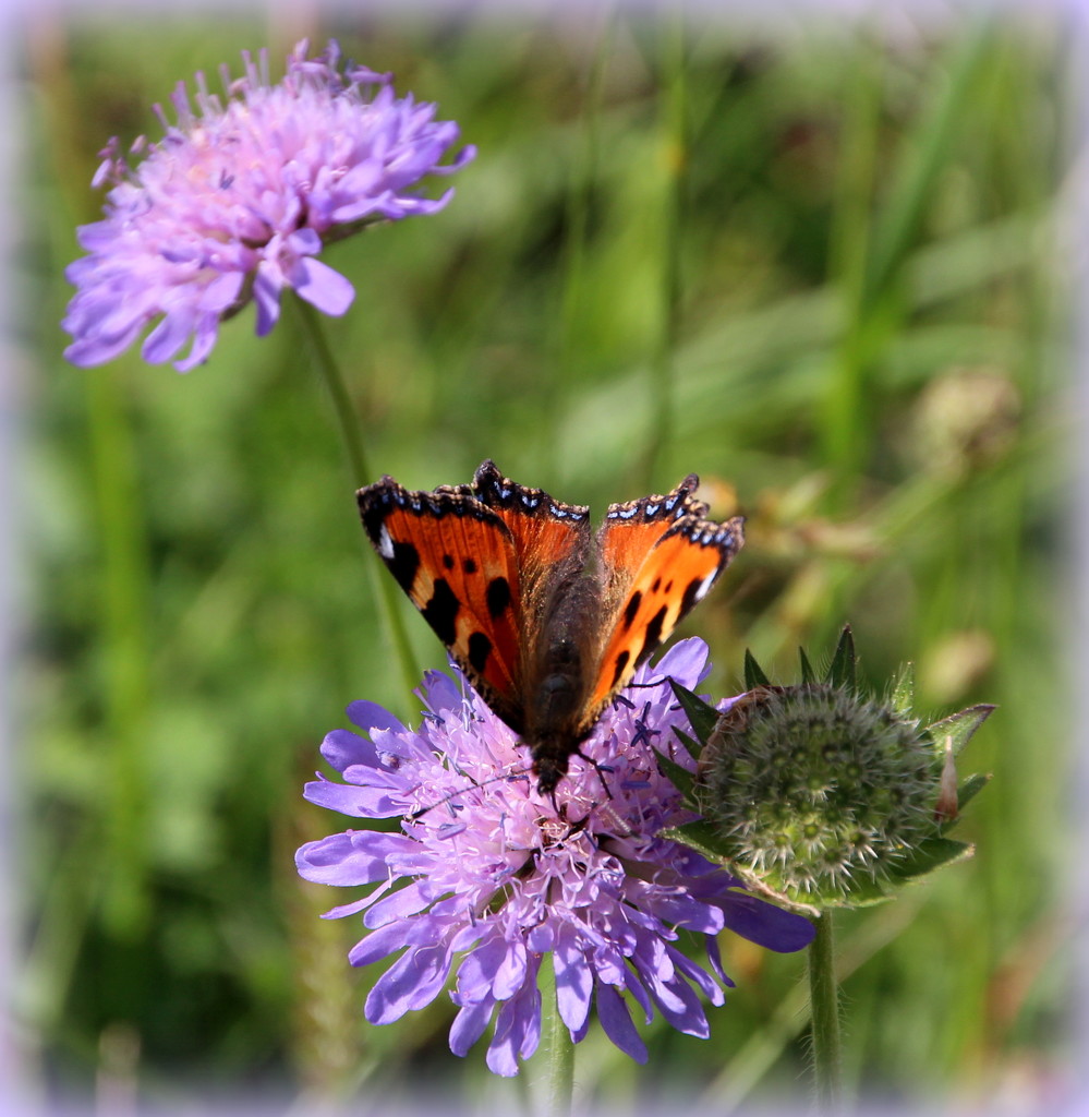 Butterfly on the cornflowers by busylady