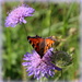 Butterfly on the cornflowers by busylady