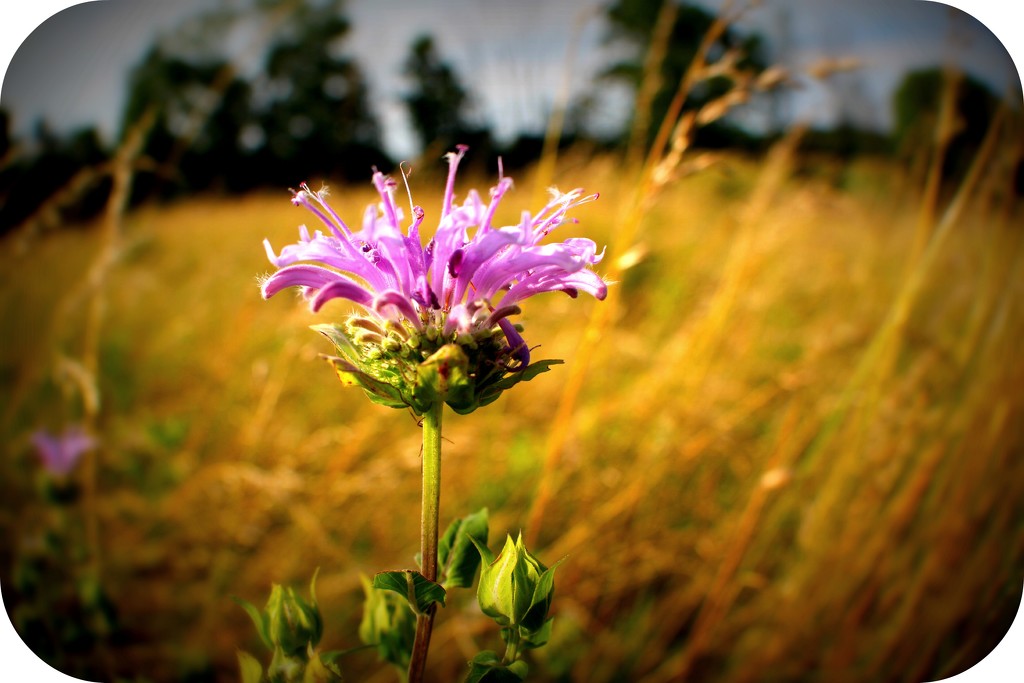 Field Flower by juliedduncan