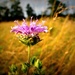 Field Flower by juliedduncan