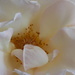 Rose bed by flowerfairyann