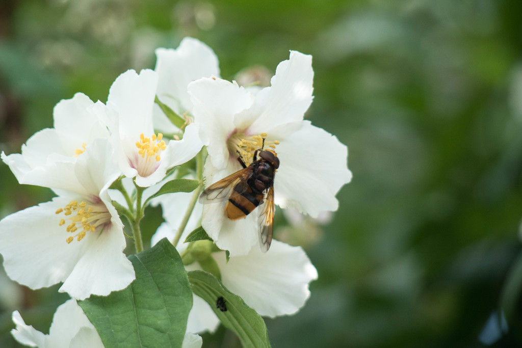 Busy Bee by bizziebeeme