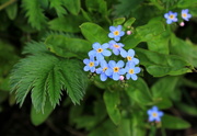 2nd Jul 2015 - Water Forget-me-not