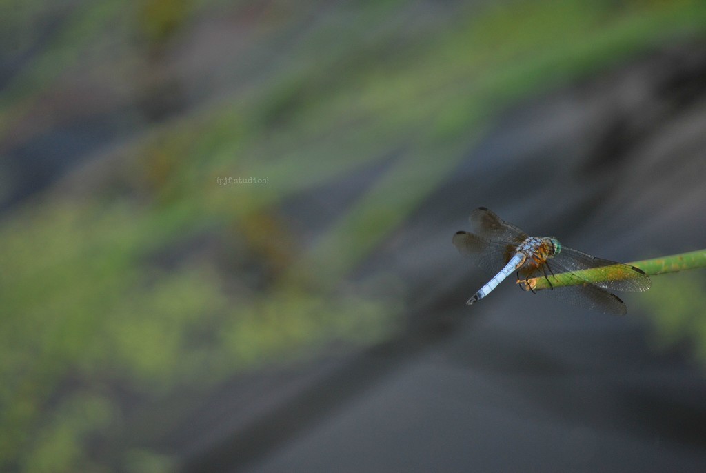 dragonfly... by earthbeone