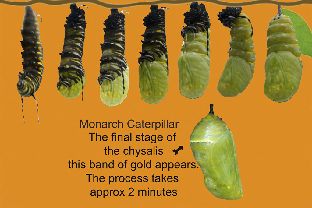 Monarch Caterpillar Chrysalis Stages by skipt07