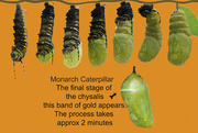 1st Jul 2015 - Monarch Caterpillar Chrysalis Stages