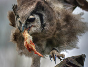 1st Jul 2015 - African Eagle Owl.