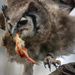 African Eagle Owl. by gamelee