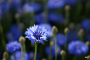 2nd Jul 2015 - 2015-07-02 favorite colour "cornflower-blue"