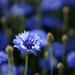 2015-07-02 favorite colour "cornflower-blue" by mona65