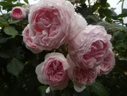 2nd Jul 2015 - Raindrop's on roses ...... 
