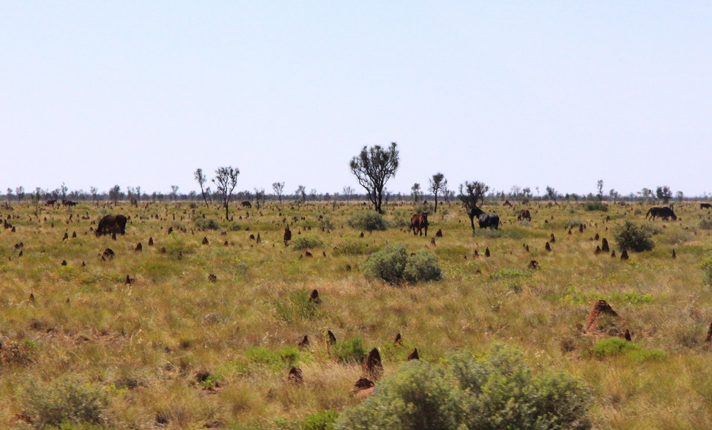 Day 15 - Brumbies and Termites by terryliv