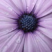 Osteospermum Purples by phil_howcroft
