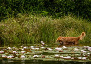 30th Jun 2015 - Dog In the Lily Pads