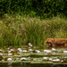 Dog In the Lily Pads by jgpittenger