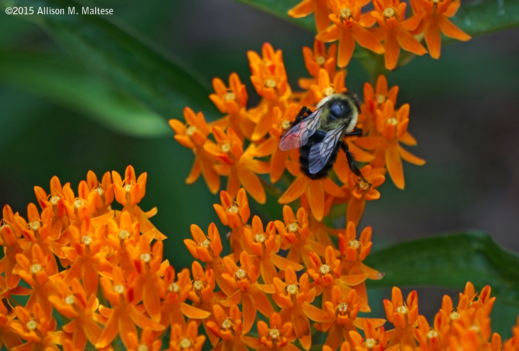Butterfly Weed and the Bee by falcon11