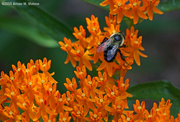 2nd Jul 2015 - Butterfly Weed and the Bee