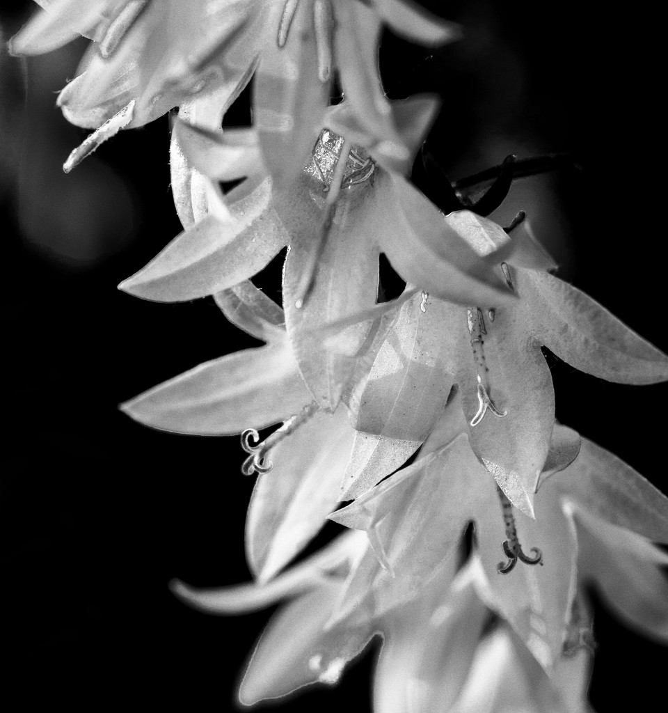 Bell shaped Wild Flowers by tosee