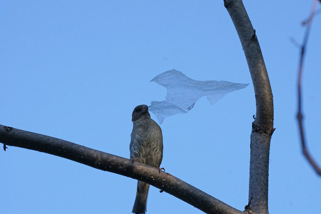 bird flying a kite? by amyk