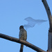 bird flying a kite? by amyk