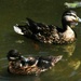 Momma & Baby Duck by dianen