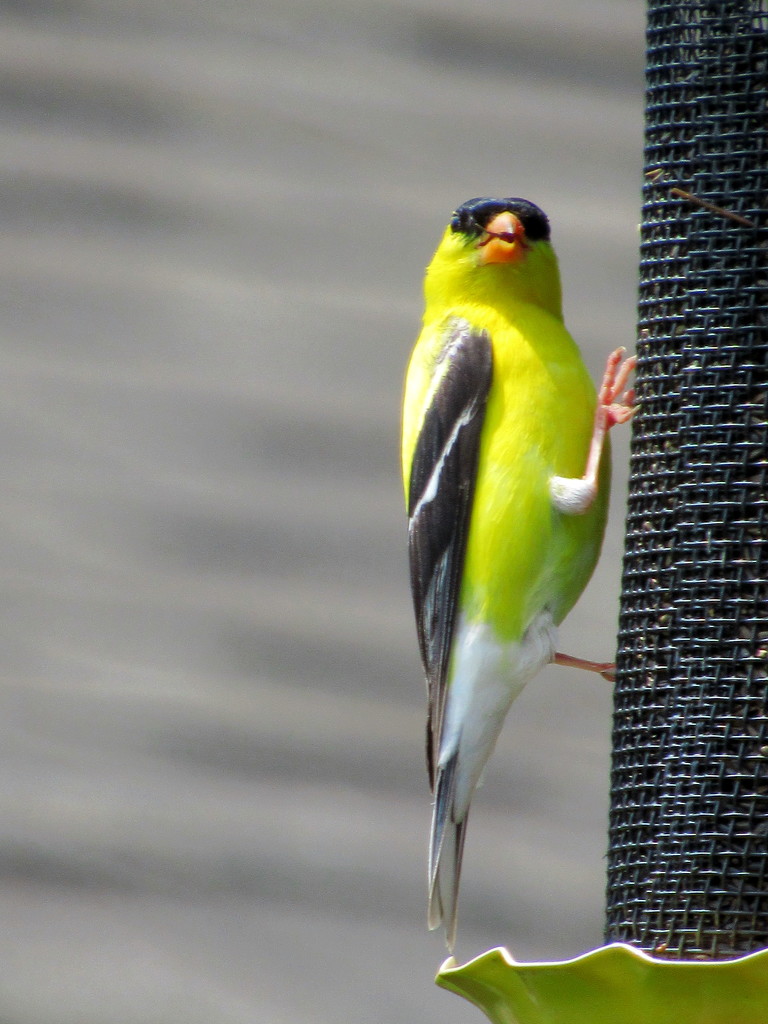Feeding Goldfinch by randy23