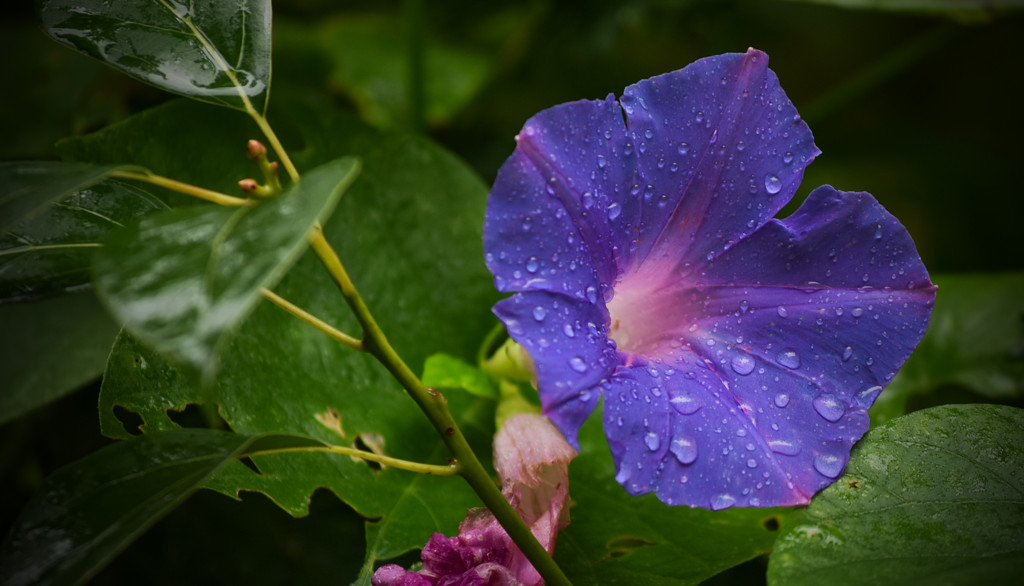 Purple Flower in the Rain by rickster549