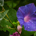 Purple Flower in the Rain by rickster549
