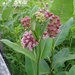 Common Milkweed by annepann