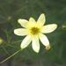 Coreopsis, Freelensed by sarahsthreads