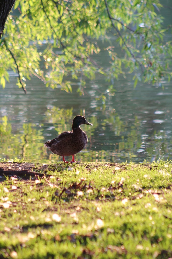 Eve duck by edorreandresen