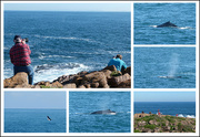 3rd Jul 2015 - Whale Watching