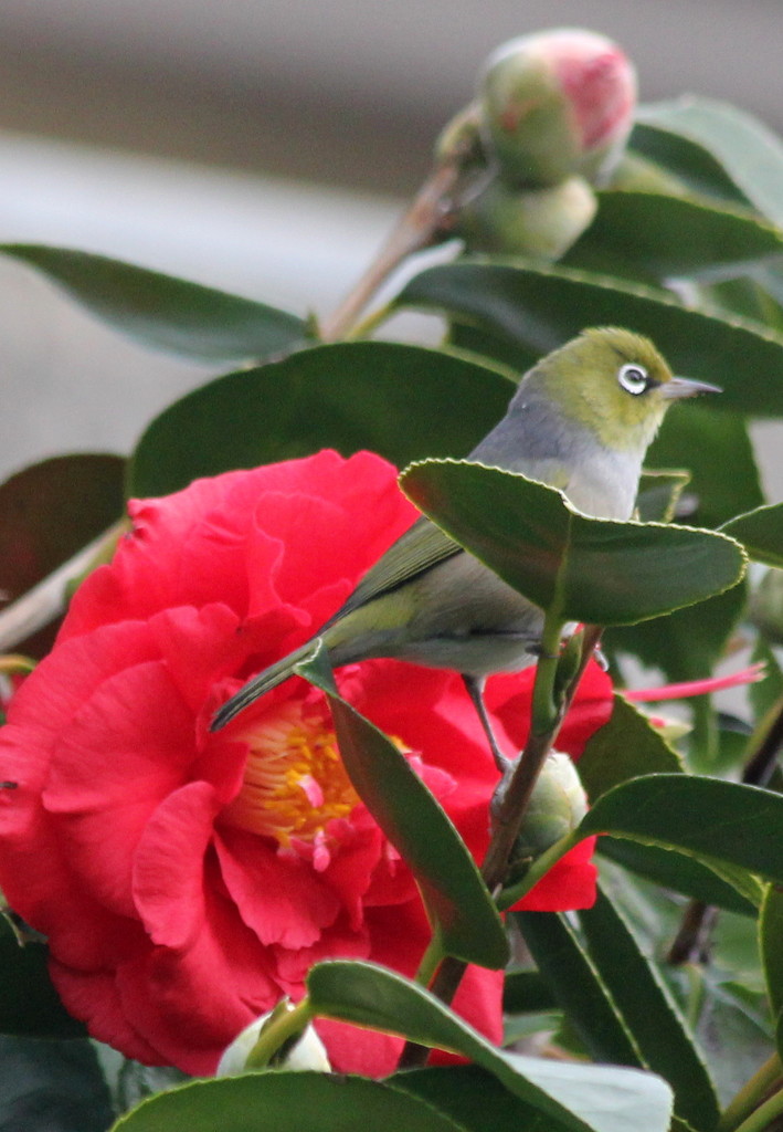 I spy a silver-eye in my camellia tree by gilbertwood