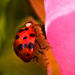 Ladybug by novab