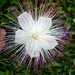 Fallen flower DSC_4205 by merrelyn