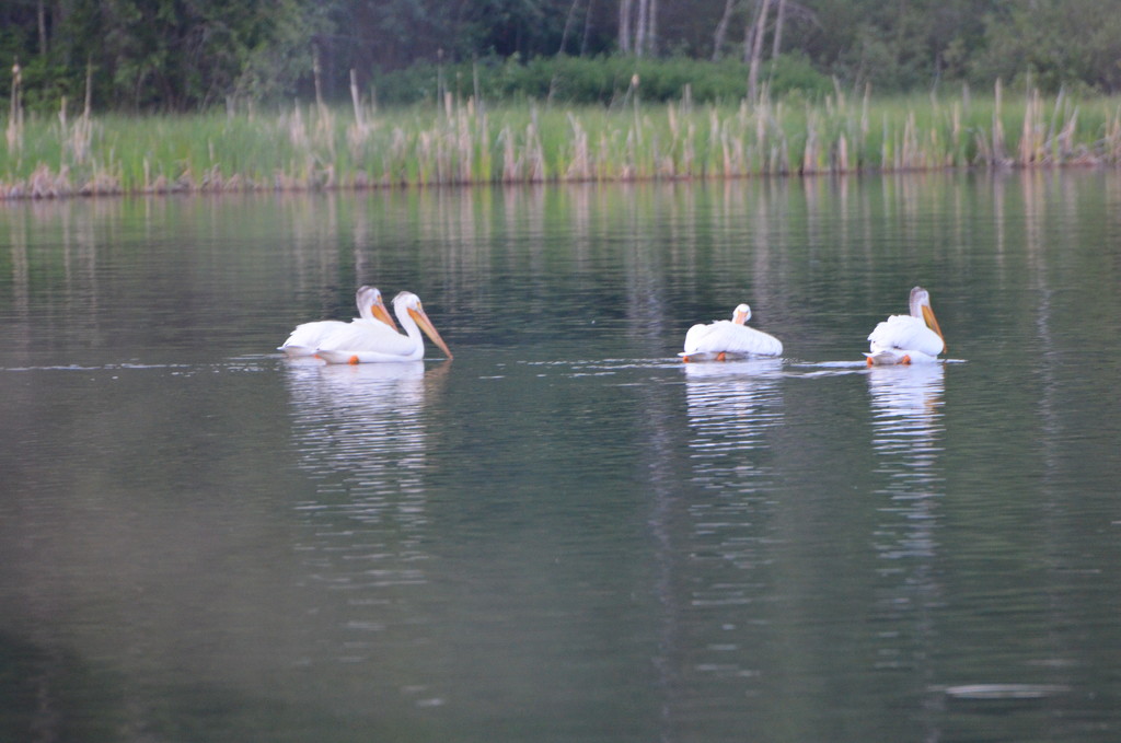 Day 360 - Evening Float by ravenshoe