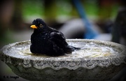 3rd Jul 2015 - Bathing blackbird