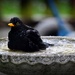 Bathing blackbird by rosiekind