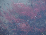 30th Jun 2015 - Red Reeds in the Water