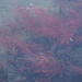 Red Reeds in the Water by selkie