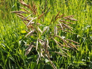 2nd Jul 2015 - Grasses