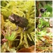 frog nursery by callymazoo