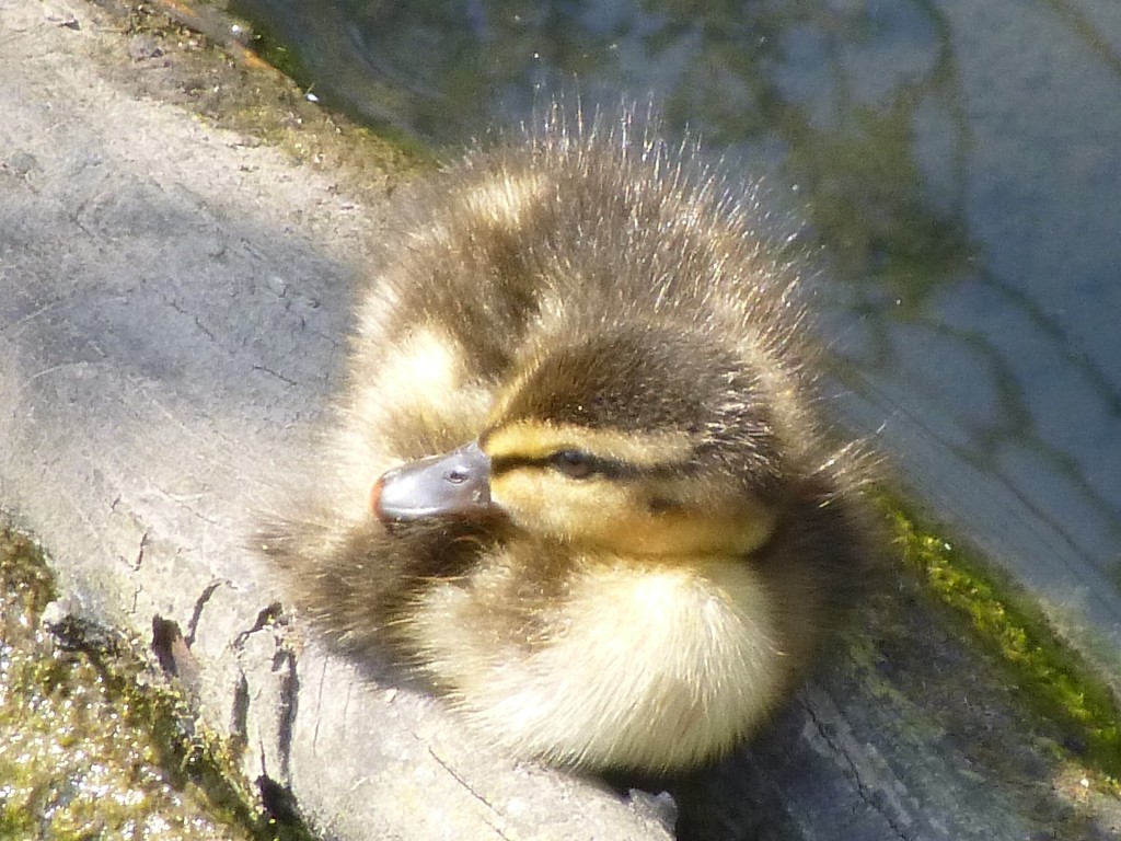 Ducky by lellie