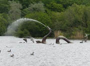 3rd Jul 2015 - The Fountain in the Lake, Llandrindod Wells