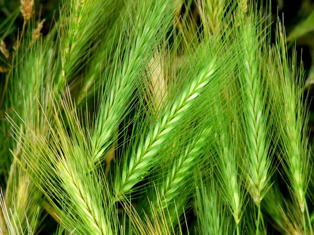 Wild Barley Grass by julienne1