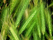 3rd Jul 2015 - Wild Barley Grass