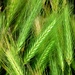 Wild Barley Grass by julienne1
