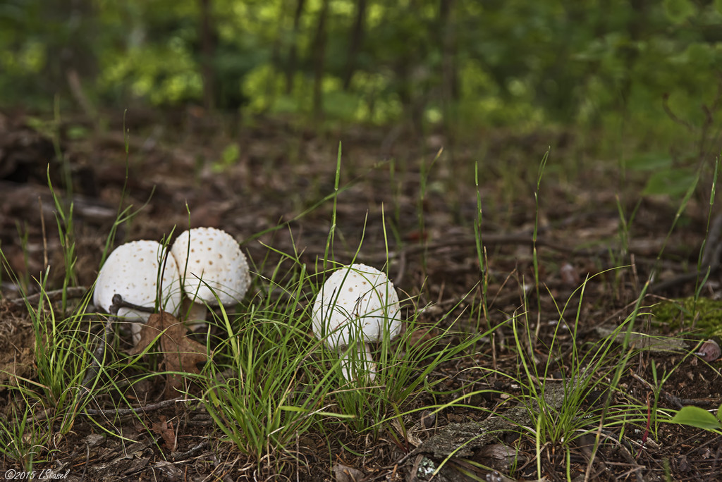 'Shrooms by lstasel