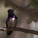 Costa's Hummingbird  by robv