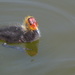 A Baby Coot by snoopybooboo